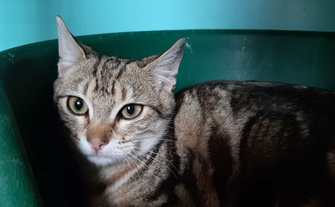 Photo #1 de Courtine