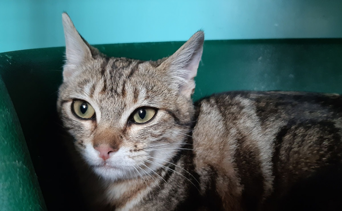 Photo #2 de Courtine