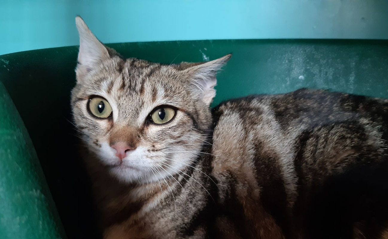 Photo #3 de Courtine