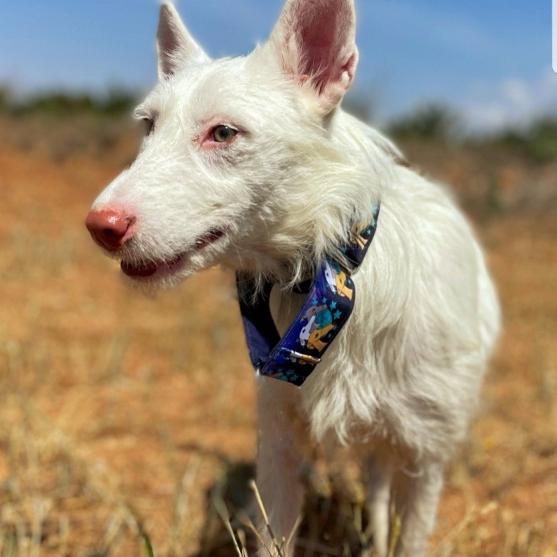 Photo de Cotton