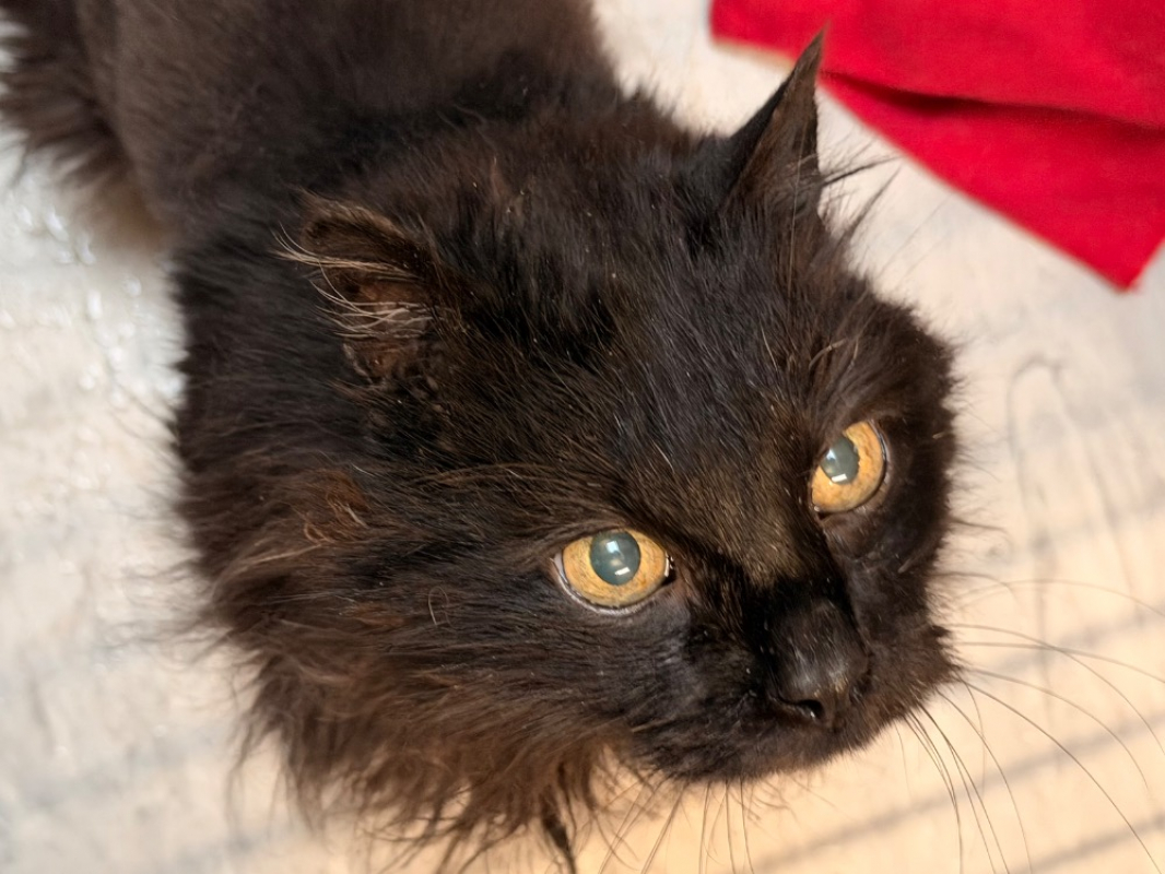 Photo #2 de Alphonse