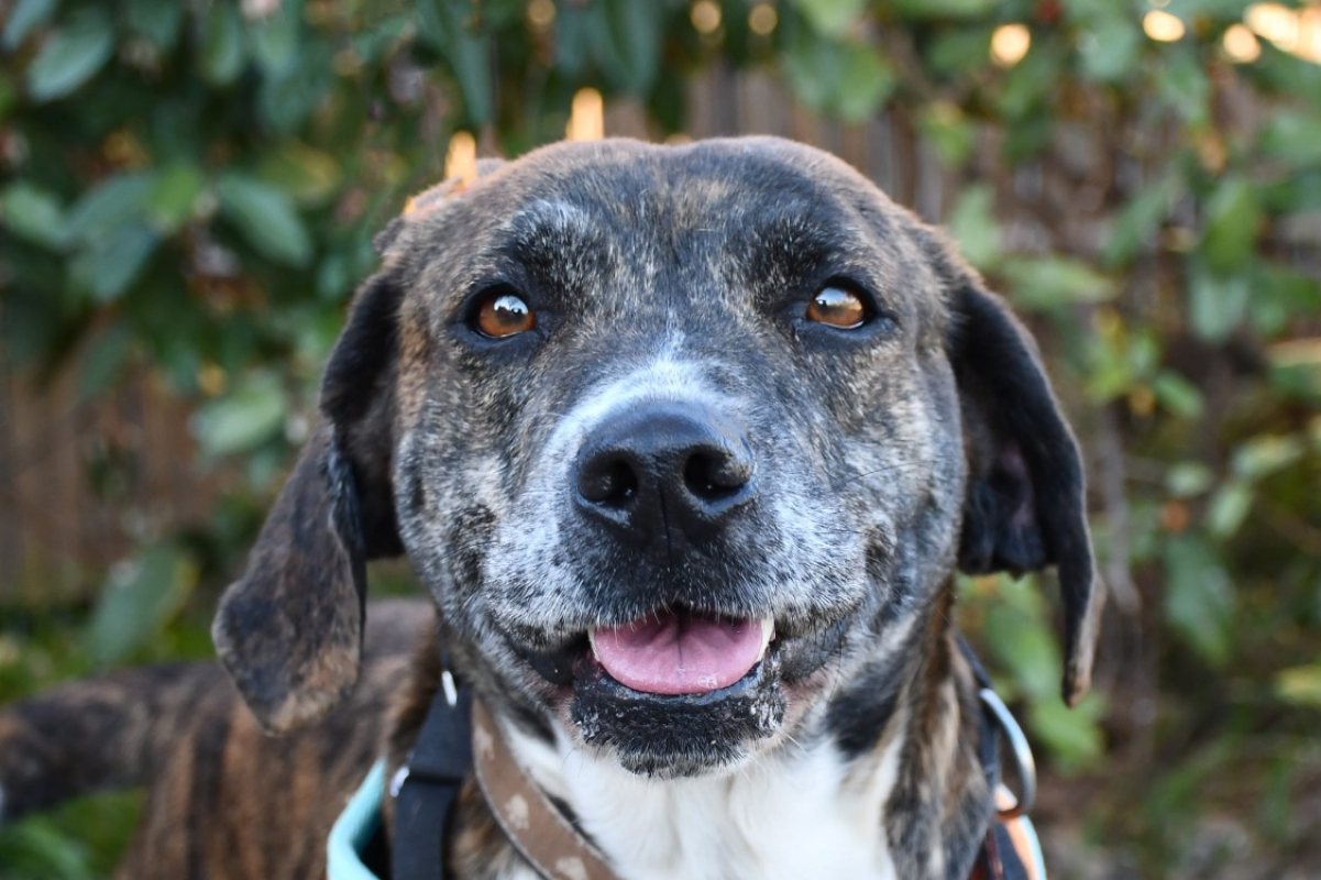 Photo #1 de Bisbille