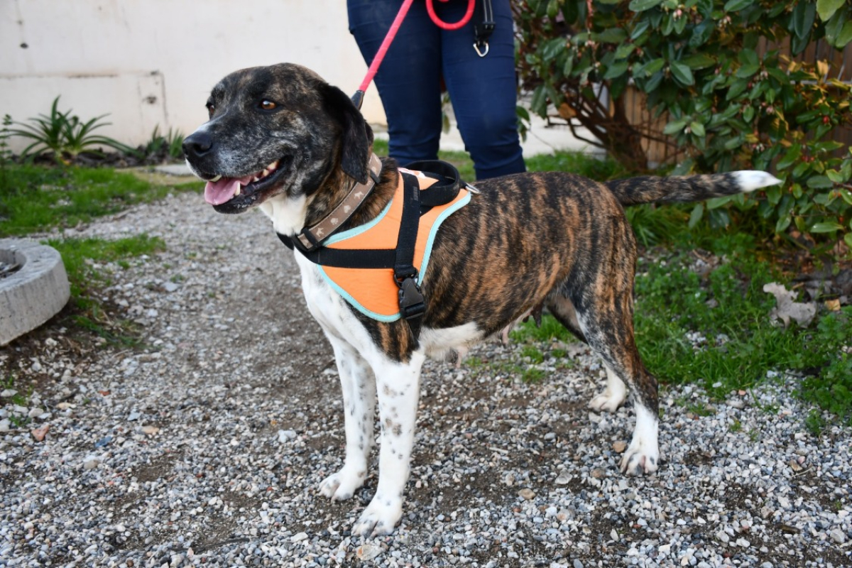 Photo #2 de Bisbille