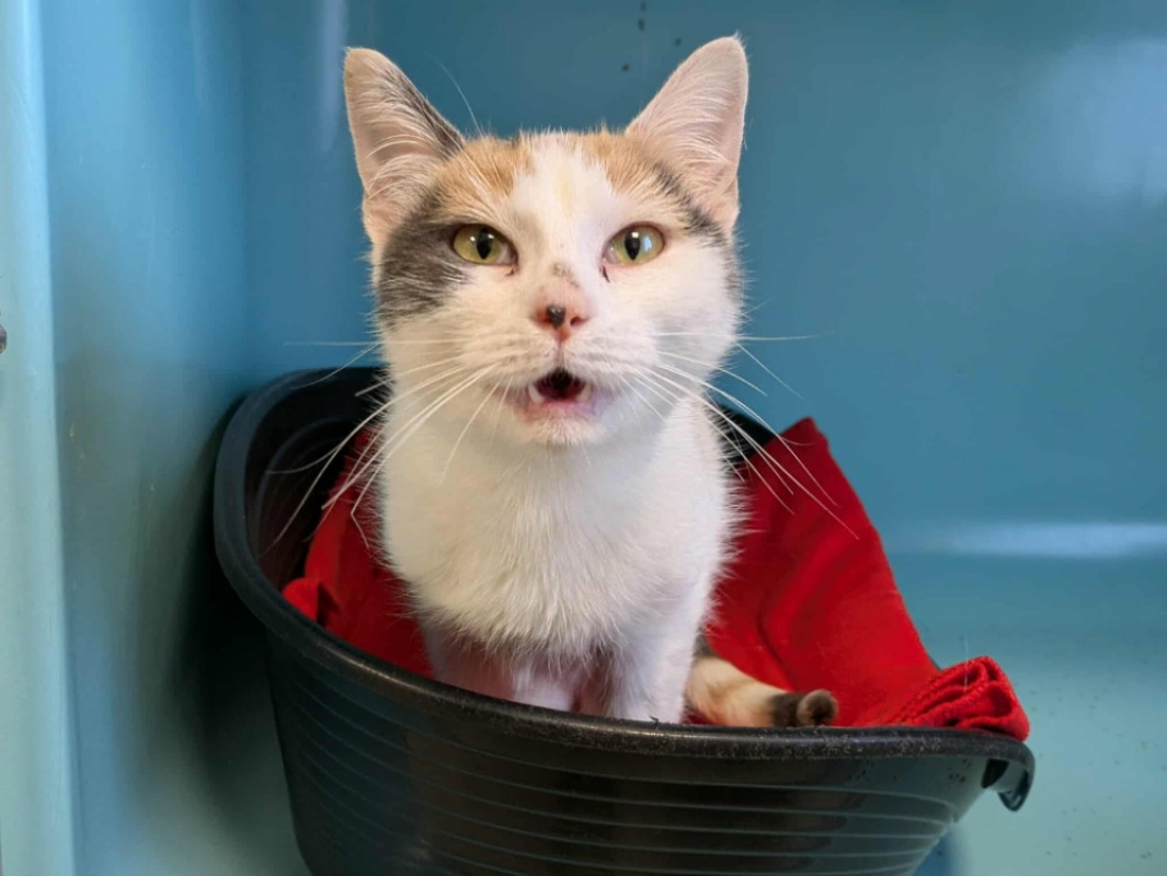 Photo #1 de Maude qct