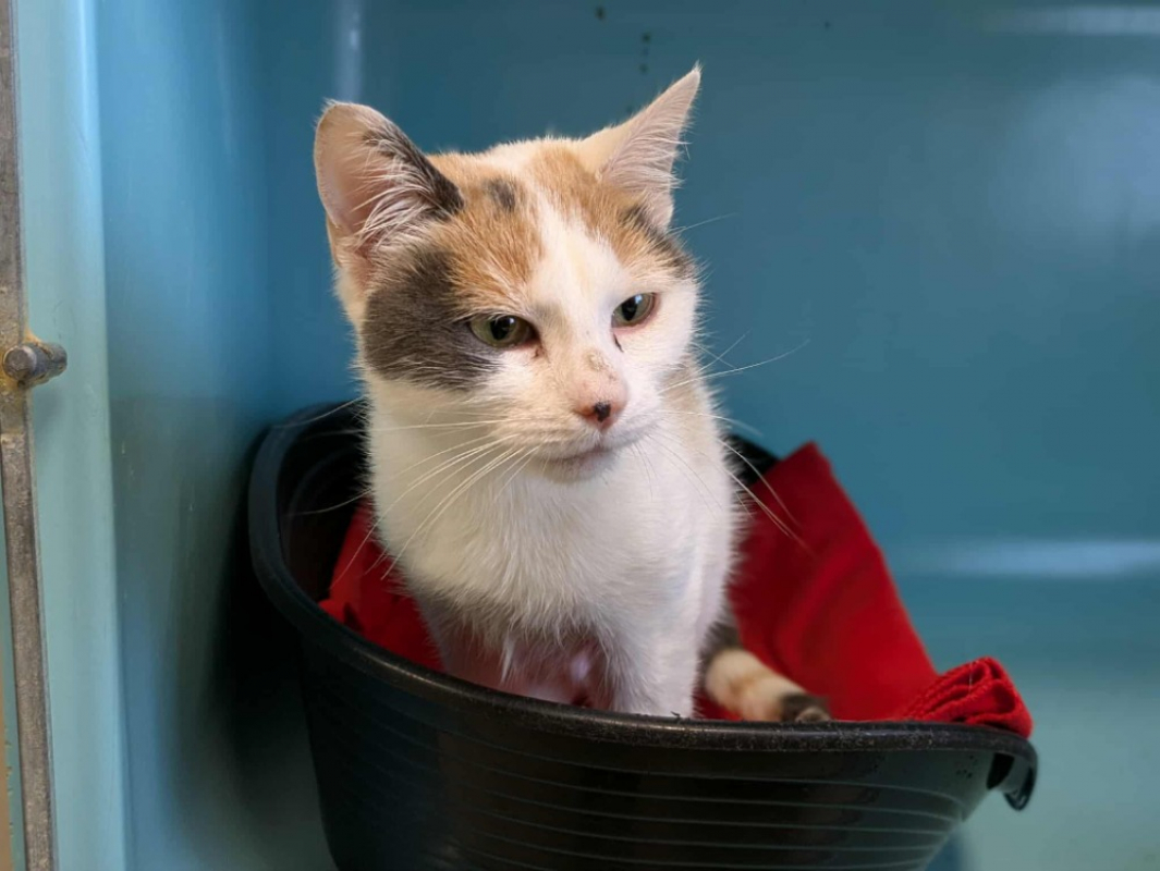 Photo #2 de Maude qct