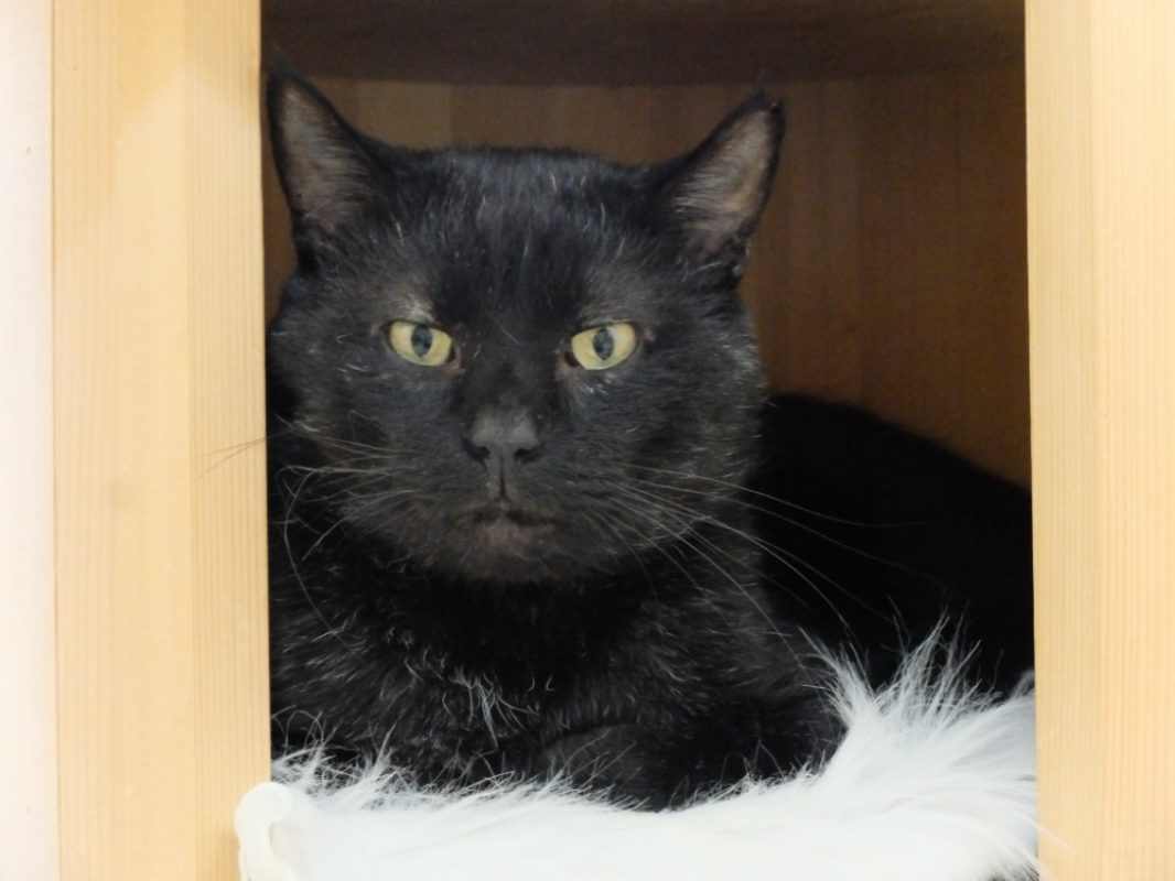 Turbo - Chat Européen à adopter