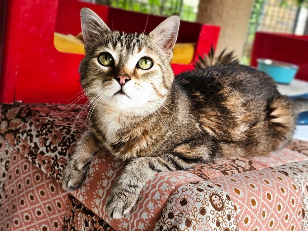 Mozart - Chat Européen à adopter