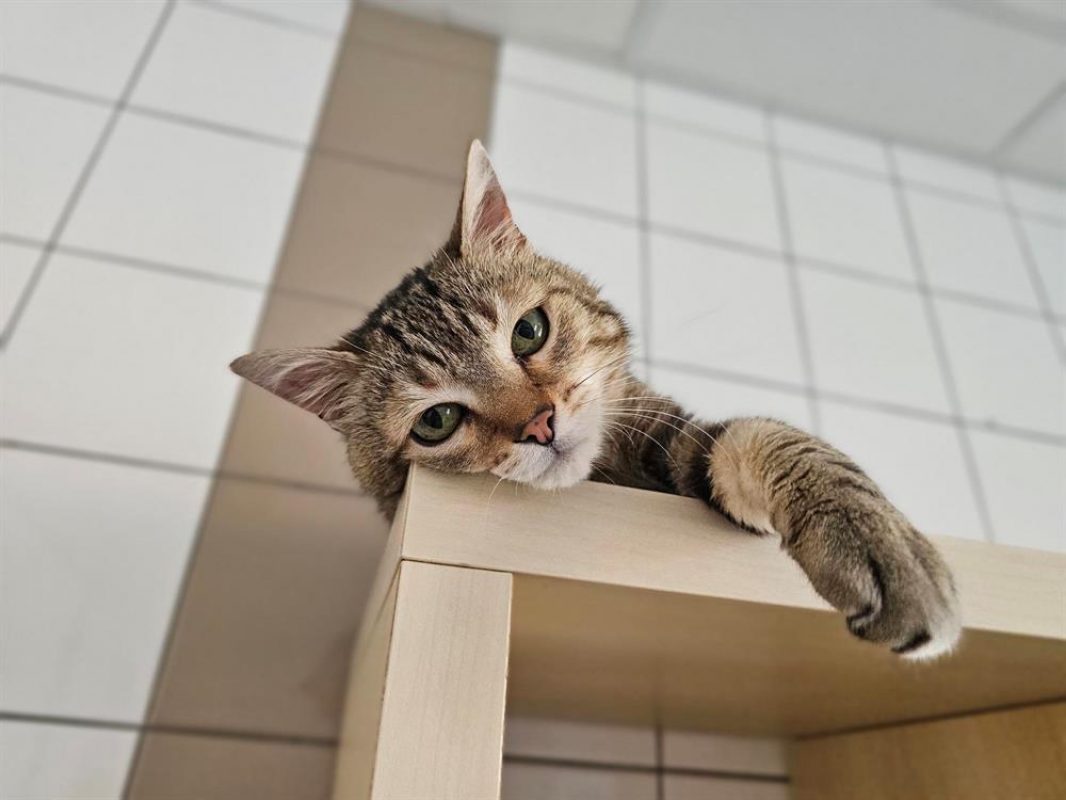 Mozart - Chat Européen à adopter - photo 7