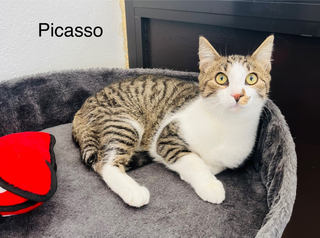 Photo #1 de Picasso