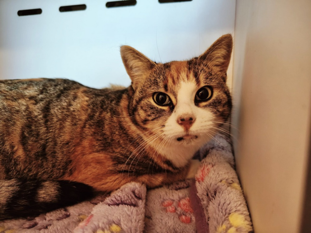 Photo #1 de Framboise