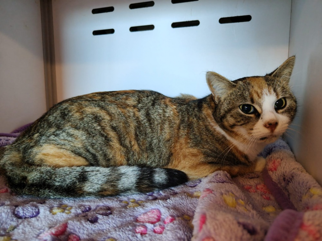 Photo #2 de Framboise