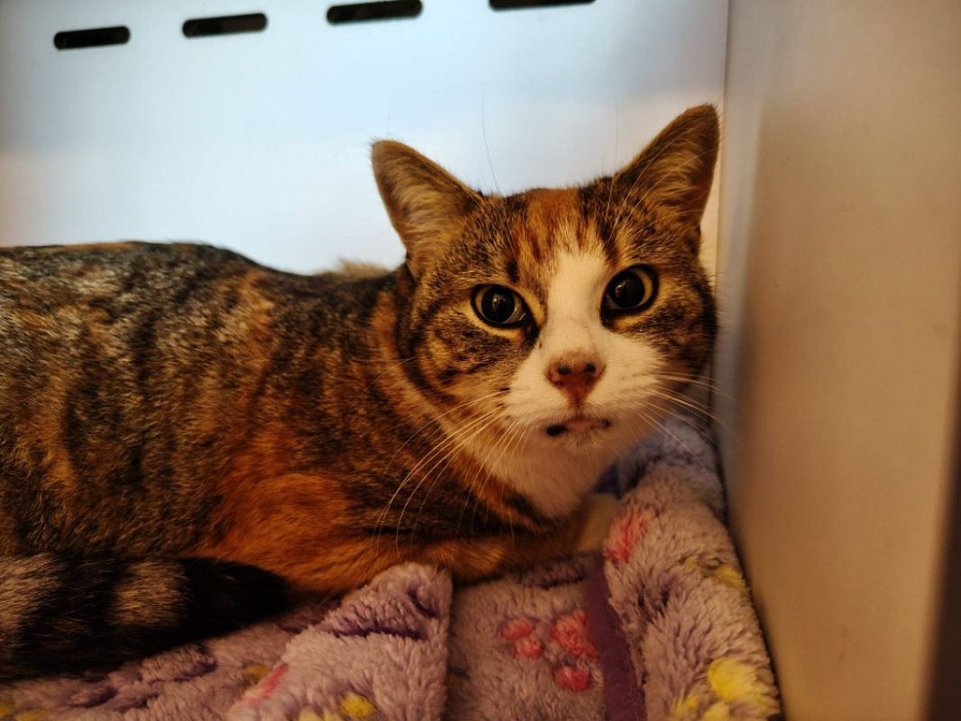 Photo #3 de Framboise