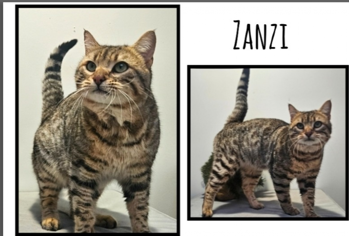 Photo de Zanzi