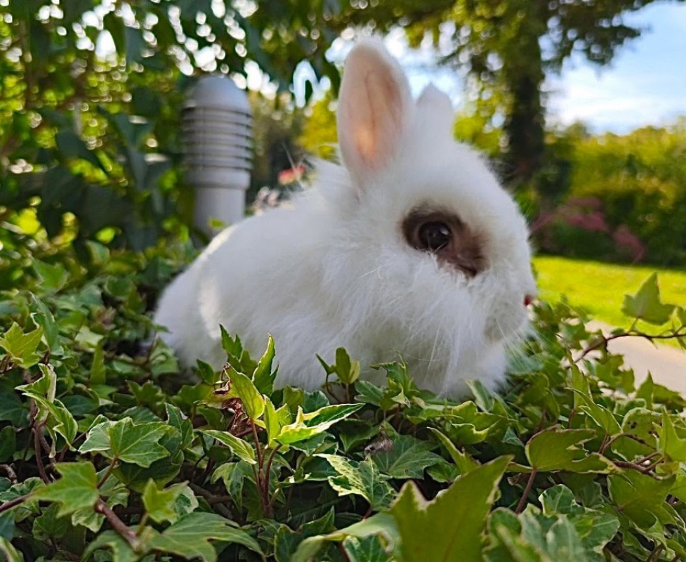 Photo de Mousse