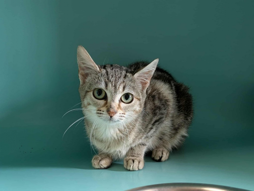 Photo #1 de Pampers qct