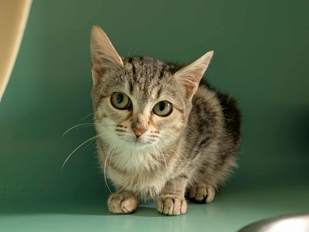 Photo #2 de Pampers qct