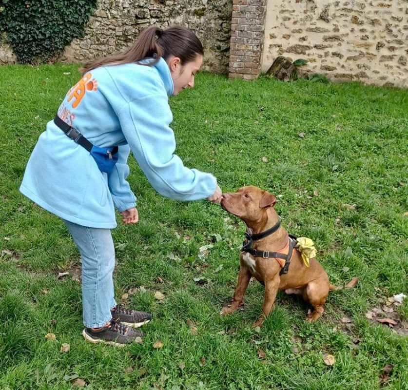 Tinor - Chien à adopter - photo 2