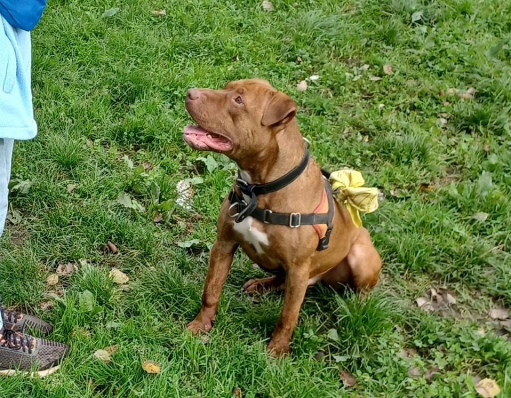 Tinor - Chien à adopter - photo 3