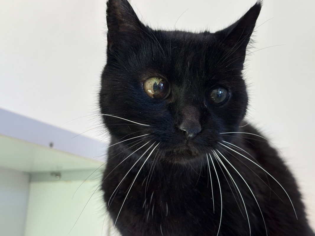 Photo #1 de Nénette