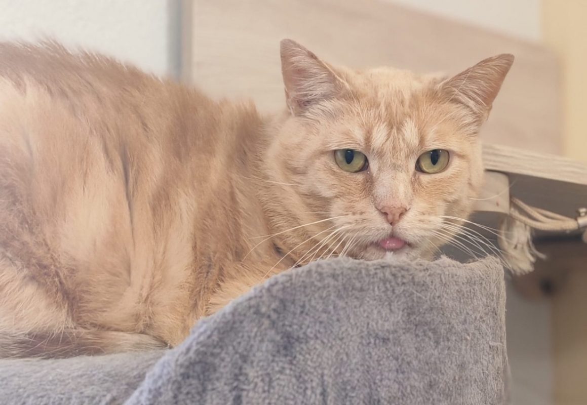 Milo - Chat Européen à adopter