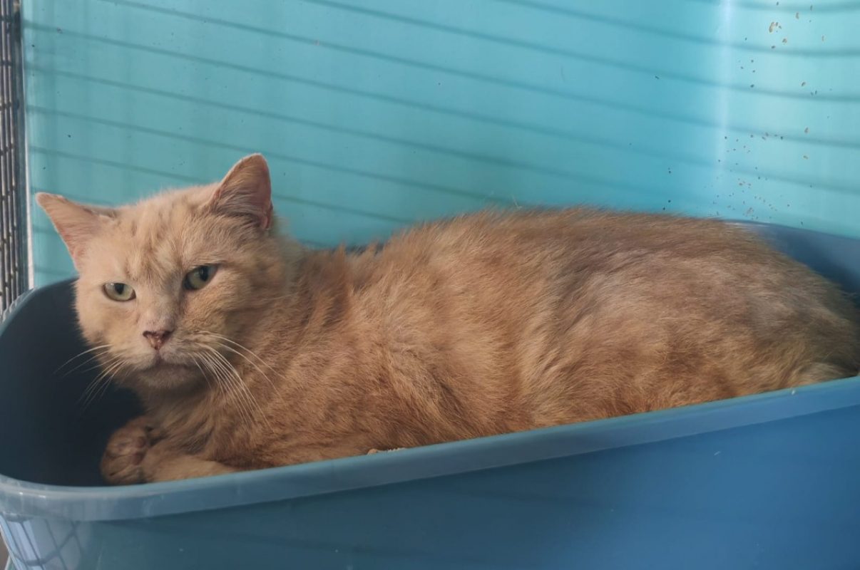 Milo - Chat Européen à adopter - photo 2
