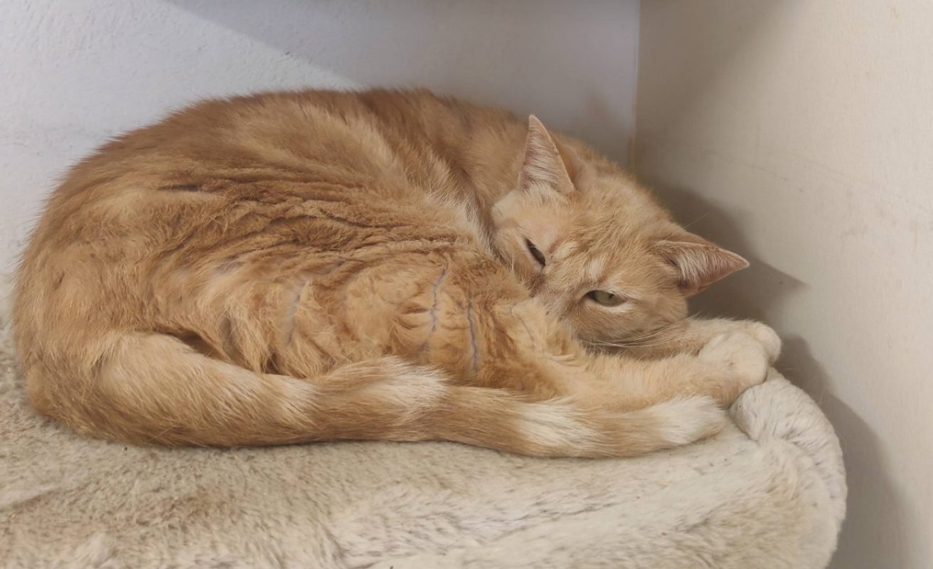Milo - Chat Européen à adopter - photo 3