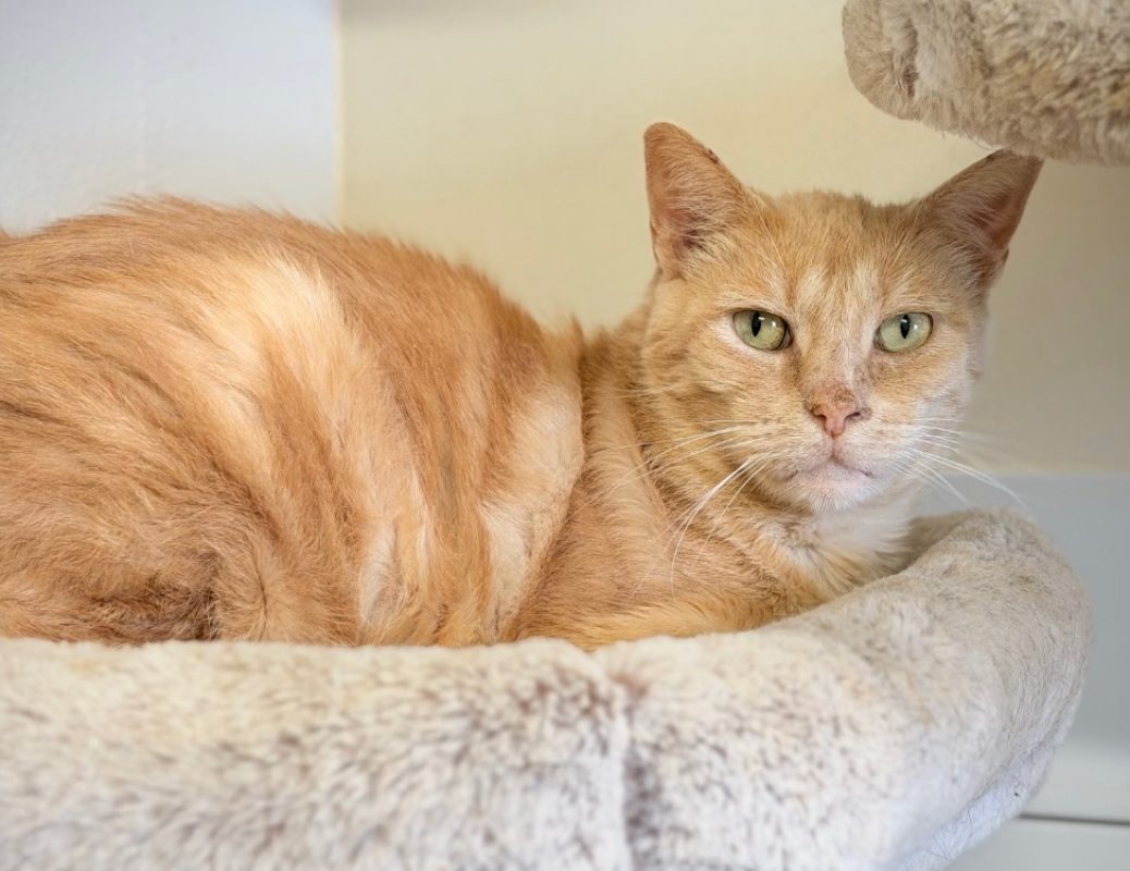 Milo - Chat Européen à adopter