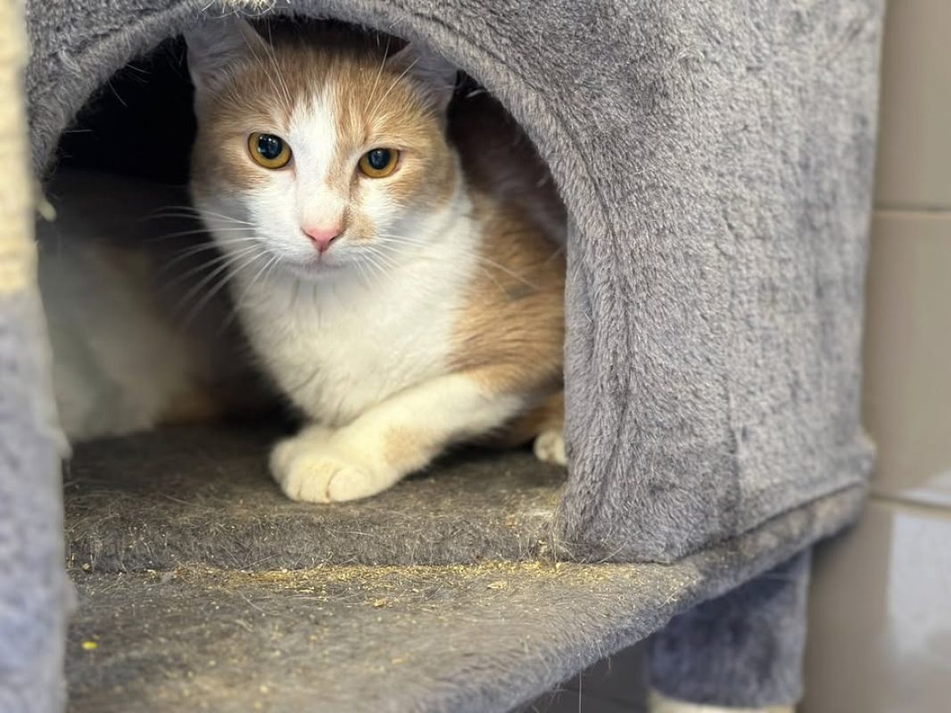 Rouman - Chat Européen à adopter