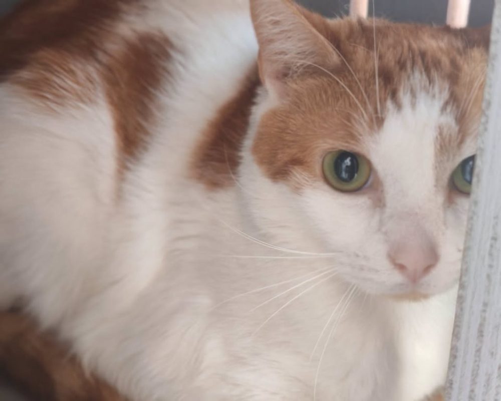 Rouman - Chat Européen à adopter - photo 2