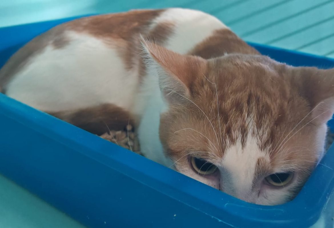 Rouman - Chat Européen à adopter - photo 3