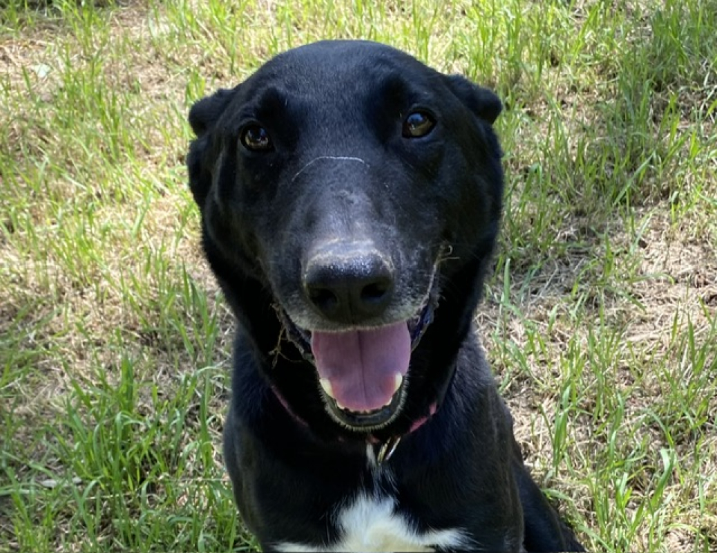 Photo #1 de Yuzu dit black