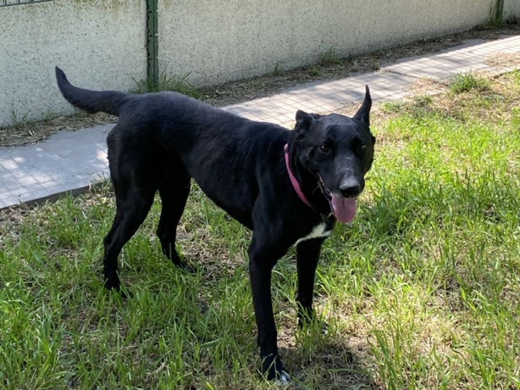 Photo #2 de Yuzu dit black