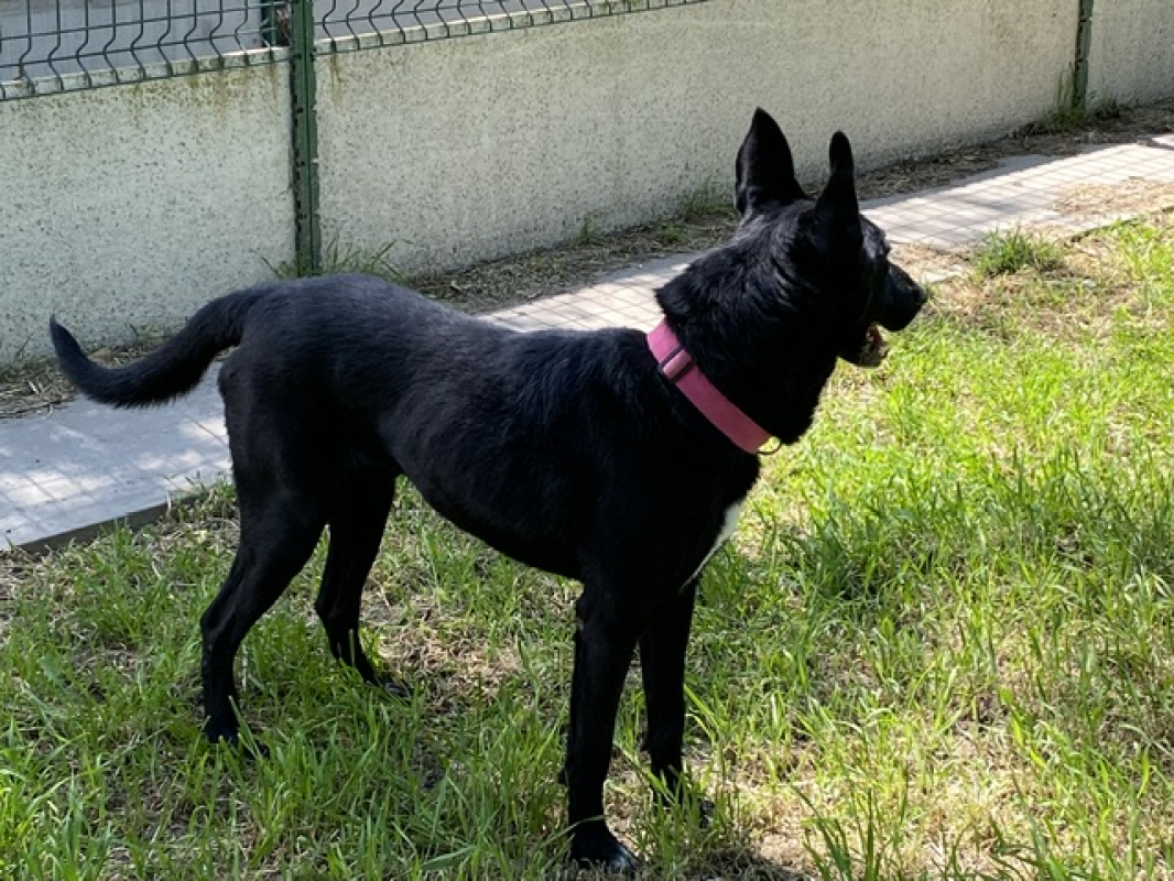 Photo #3 de Yuzu dit black