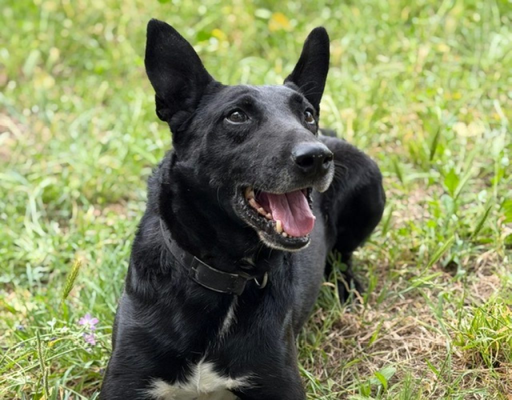 Yuzu dit black - Chien à adopter