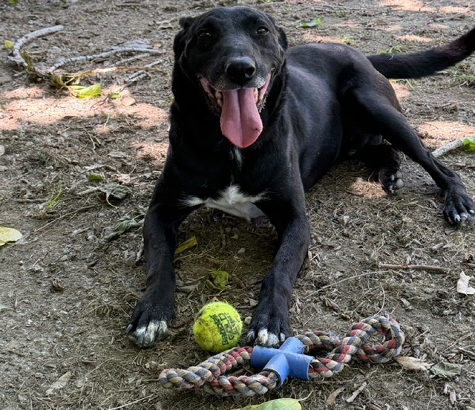 Yuzu dit black - Chien à adopter - photo 2