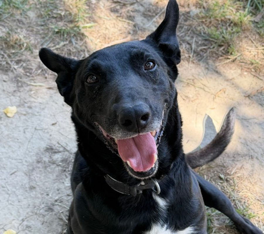 Yuzu dit black - Chien à adopter - photo 3