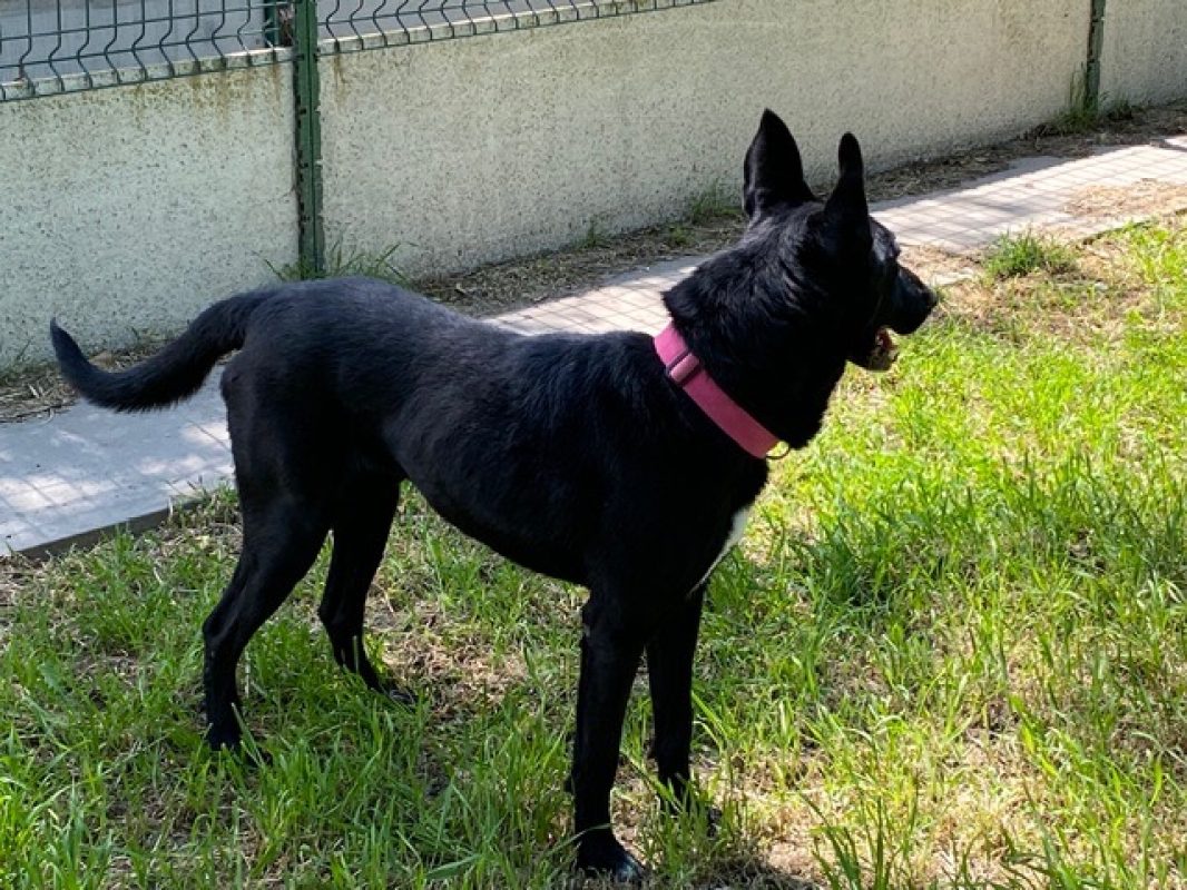 Yuzu dit black - Chien à adopter - photo 4