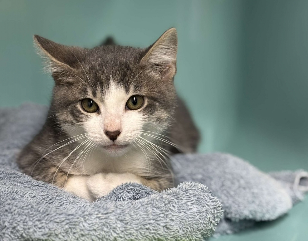 Photo de Pat'blanche