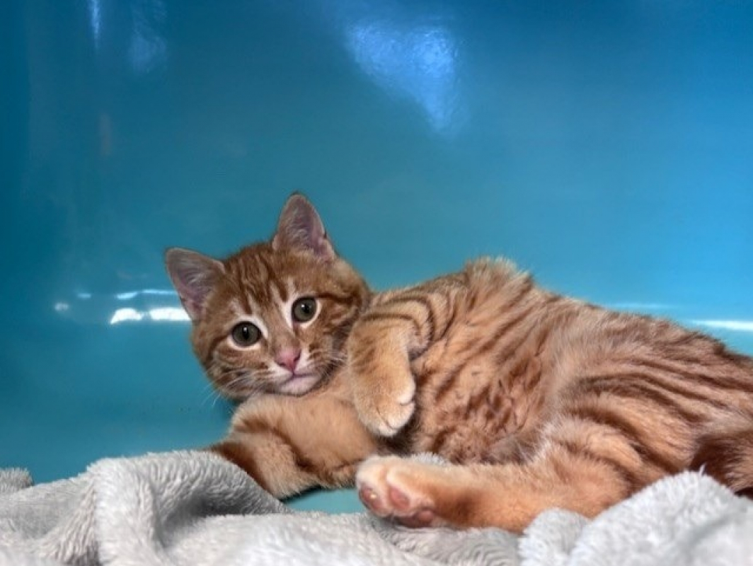 Photo #3 de Mini spritz