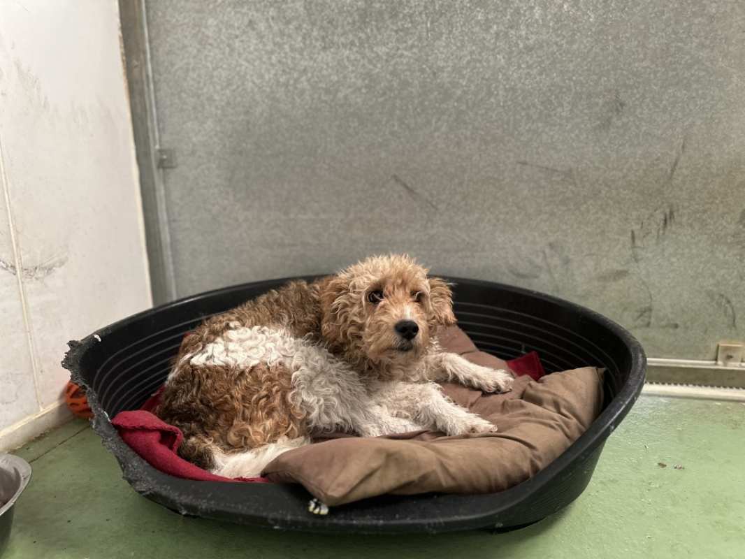 Photo #2 de Charlotte