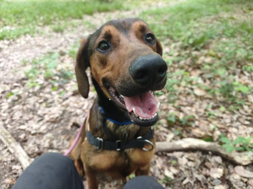 Pipo - Chien à adopter