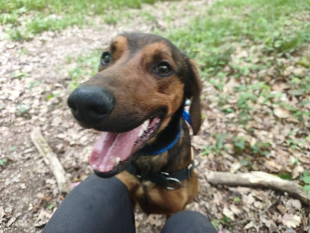 Pipo - Chien à adopter - photo 2