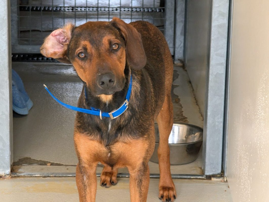 Pipo - Chien à adopter - photo 3