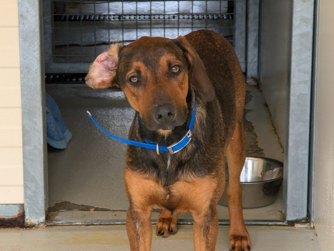 Pipo - Chien à adopter - photo 4