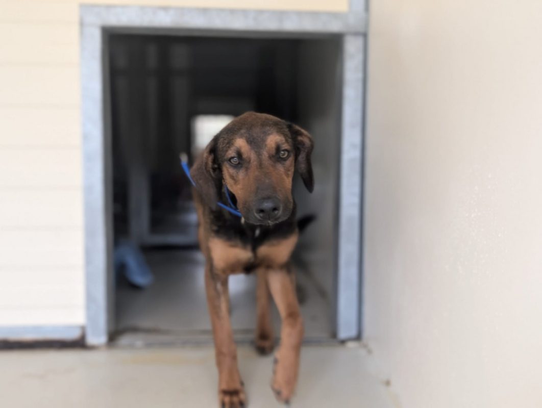 Pipo - Chien à adopter - photo 6