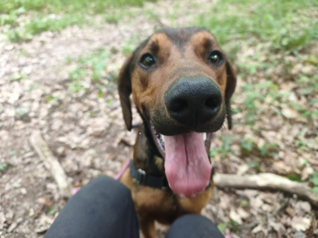 Pipo - Chien à adopter - photo 10