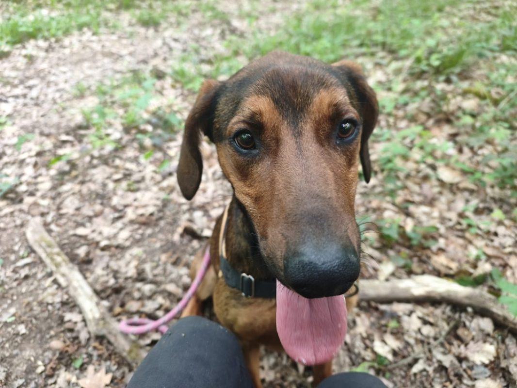 Pipo - Chien à adopter - photo 11