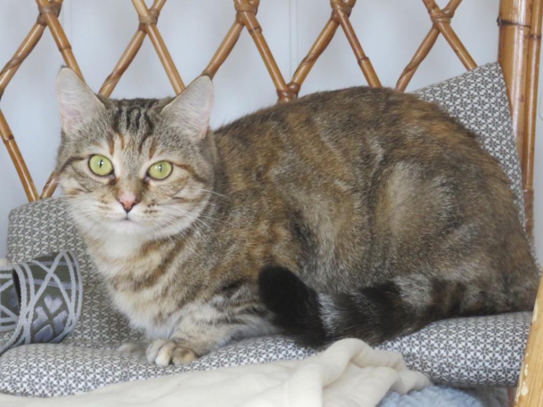 Photo #2 de Anis