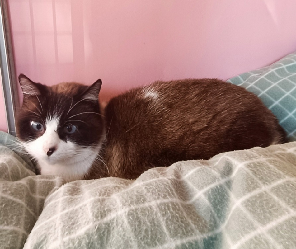 Photo #2 de Montessouris