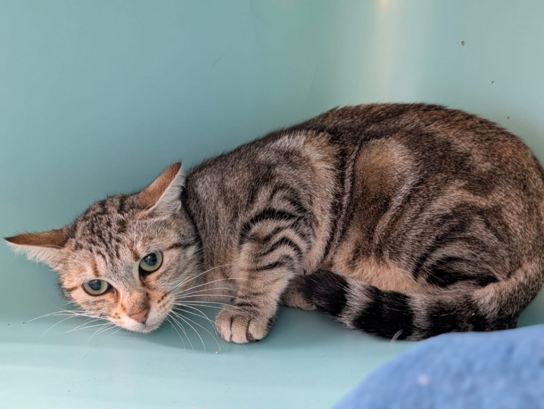 Photo #1 de Nougatine